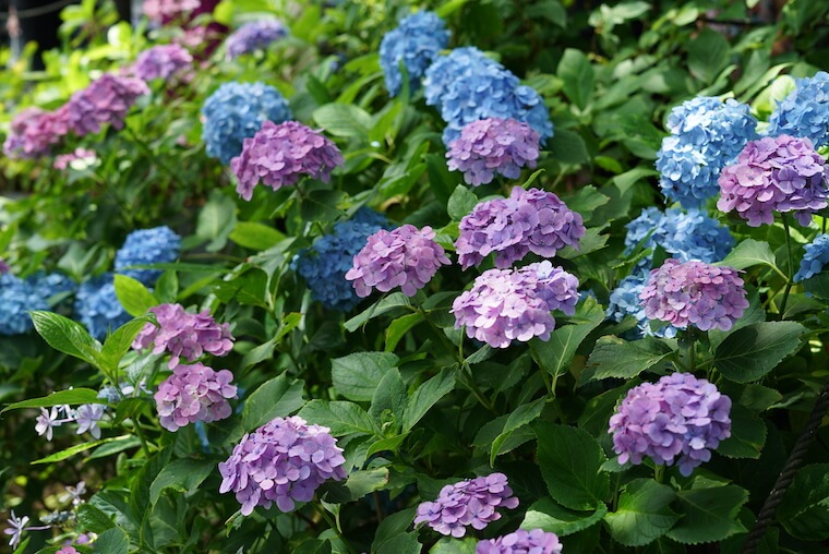 鎌倉の紫陽花（あじさい）寺、長谷寺の写真ブログ