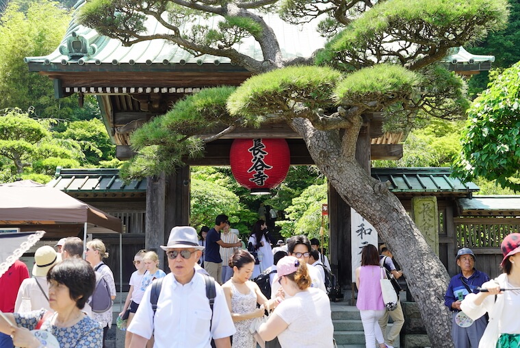 鎌倉の紫陽花（あじさい）寺、長谷寺の写真